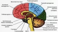 Альфа -волны вылегают повреждение мозга, улучшают память и развивают интеллект.