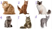 Тест: выбери кошку, и мы расскажем о твоем характере