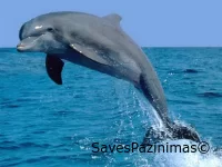 Дельфины – вторая развитая цивилизация на Земле
